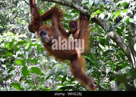 Orangutan Hanging On Tree In Forest