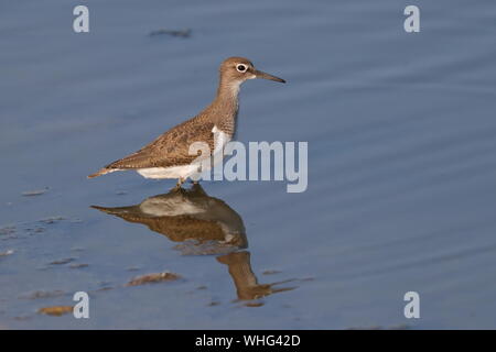 Common Sandpiper Stock Photo