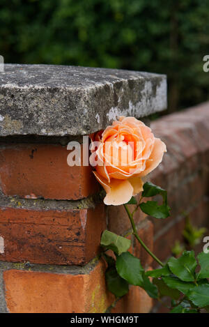 Single Peach Coloured Rose leaning on a brick wall. Stock Photo