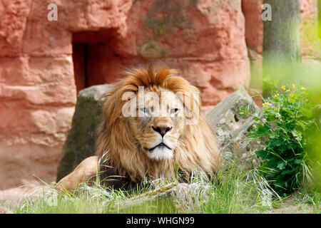 adult Berber lion is watching Panthera leo leo Stock Photo