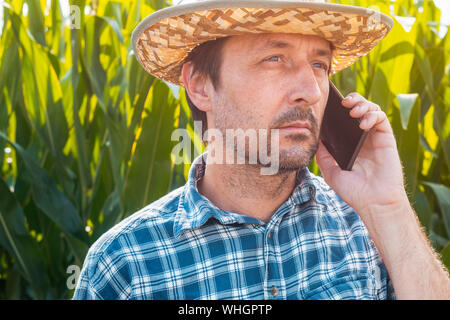 Corn farmer talking on mobile phone on crop plantation. Portrait of handsome male farm worker with plaid shirt and straw hat using smartphone for comm Stock Photo