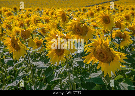 Field of sunflowers in bloom with flowers close to the camera and disappearing into the background. Stock Photo