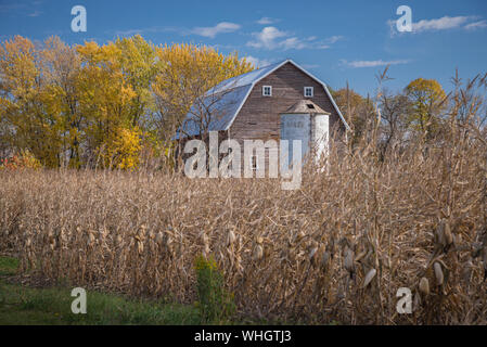 Old rust colored barn with white block silo standing in a corn field with golden trees and blue sky on a late fall day. Stock Photo