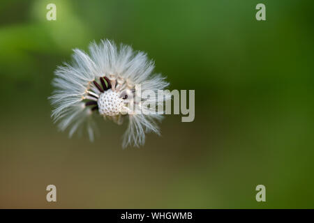 Dandelion with partily blown off seeds against dark green background, close up macro Stock Photo
