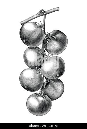 Antique engraving illustration of tomato twig drawing vintage style black and white clip art isolated on white background,Botanical of tomato branch Stock Vector