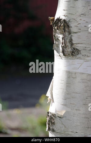 Close up of the trunk of a white birch tree Stock Photo