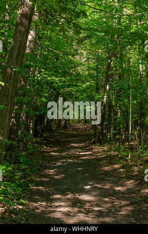 trail in the forest with full canopy of trees Stock Photo
