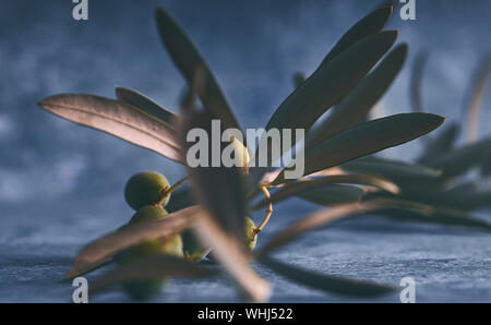 Olive branches in blue stone background Stock Photo