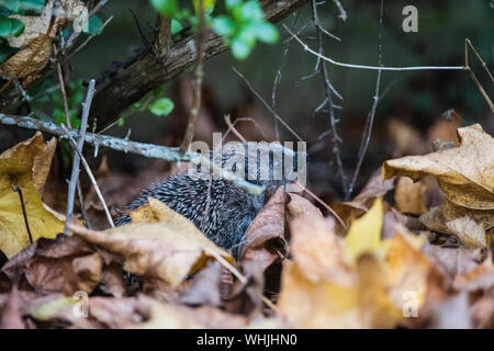Hedgehog amongst brown leaves under a garden hedge. Stock Photo