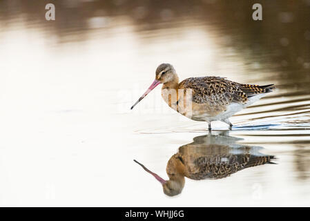 Black tailed Godwit wading, golden hour  full reflection. Stock Photo