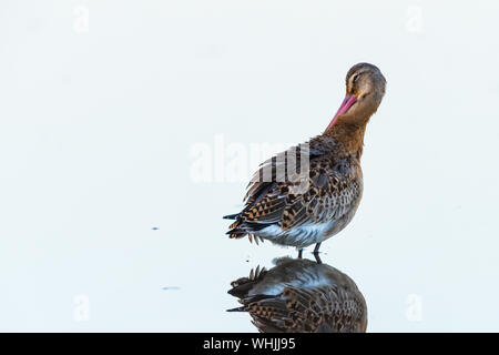 black-tailed godwit (limosa limosa), preening in water. Stock Photo