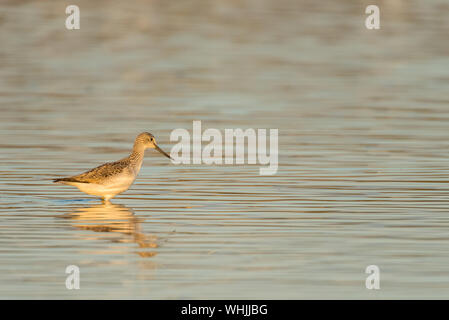 Greenshank wading in rippled water reflecting a pink and blue sky, golden light.
