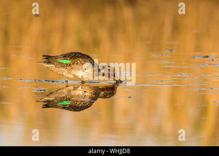 Feeding teal, anas crecca, full reflection at golden hour Stock Photo