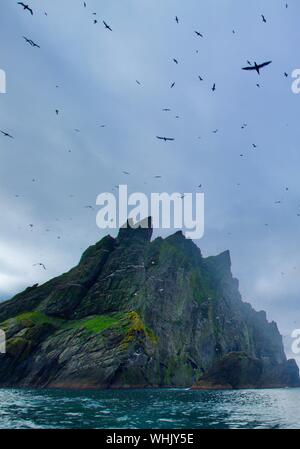 Gannets circling St Kilda Stock Photo