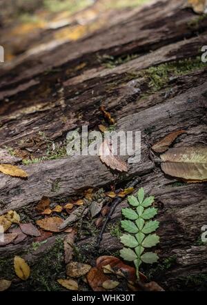 Vertical closeup shot of leaves on a rock with blurred natural background Stock Photo