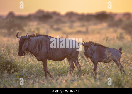 Savanna bush back lit by Orange morning light with two Common Blue Wildebeest or Brindled Gnu (Connochaetes taurinus) walking by on famous S100 road i Stock Photo