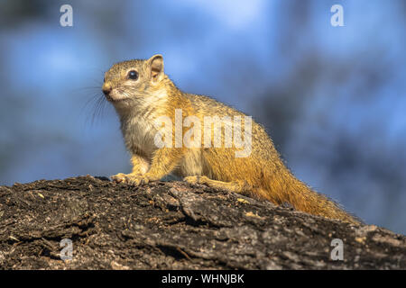 Tree squirrel (Paraxerus cepapi) sitting on branch and looking down in Kruger national park South Africa Stock Photo