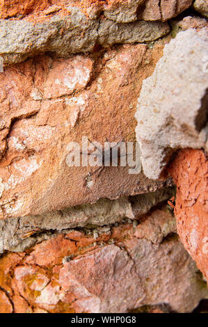 Spider on an old brick wall of red color - background, texture, there is free space to fill Stock Photo