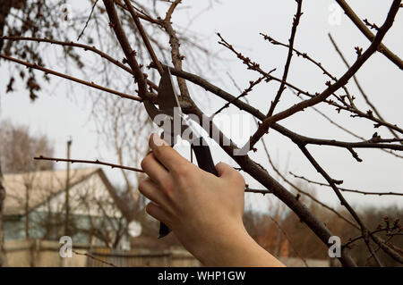 pruning trees in the garden - man's hand with shears while working Stock Photo