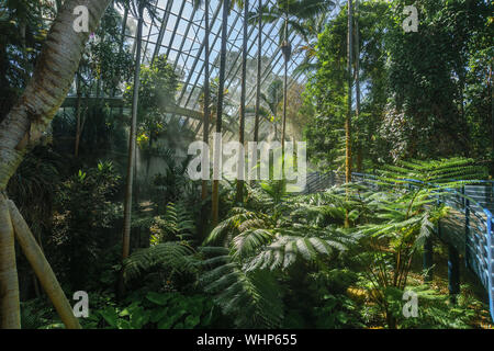 Adelaide Botanic Garden, Bicentennial Conservatory, tropical rainforest greenhouse in Adelaide, SA, Australia, Stock Photo