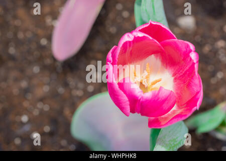 Close-up Tulip macro of anthers with pollen grains of pink Tulip flower. Stock Photo