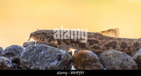 Stone loach (Barbatula barbatula) is a species of fresh water ray-finned fish in the Nemacheilidae family. Resting on rocky river bed. Stock Photo