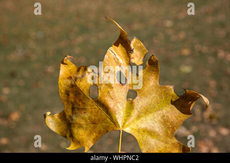London, UK. 02nd Sep, 2019. A dry leaf is seen in a London park. Credit: SOPA Images Limited/Alamy Live News Stock Photo