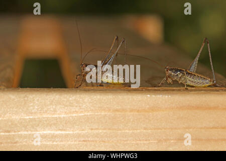 two mediterranean wart-biter, wart-bites or white faced crickets Latin decticus albifrons or decticus verrucivorus one with a hind leg missing Stock Photo