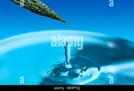 Green leaf in water drops on blue background with water. Water splash, water drop. A drop of water falls from the green leaf and gives a splash. Stock Photo