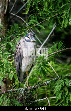 yellow-crowned night heron immature standing on a cypress tree Stock Photo