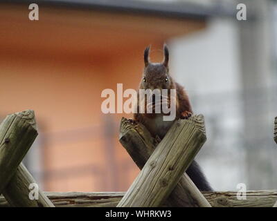 Close-up Of Red Squirrel Eating On Wooden Post