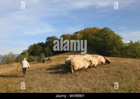 Man Walking By Flock Of Sheep On Field Against Sky