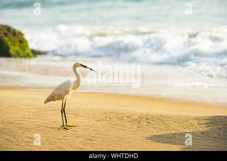 Stunning view of a beautiful cattle egret bird walking on a beach during sunset. Stock Photo