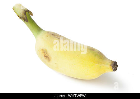 cultivated banana isolated on white Stock Photo