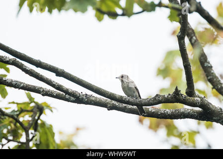 Spotted flycatcher, Muscicapa striata, perched on tree branch with green leaves. Stock Photo