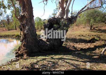 Border collie dog looking for snakes in large gum tree near lake, Meandarra, Western Downs, Queensland Australia Stock Photo