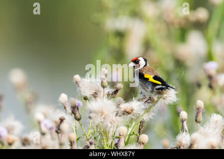 Goldfinch feeding on thistle seeds Stock Photo