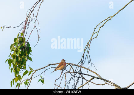 common linnet (linaria cannabina), framed by branches against a cloudy blue sky.