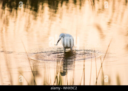 Little egret with fish in golden water. Stock Photo