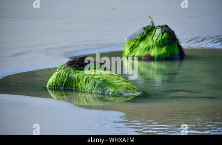 Green algae (ulva intestinalis) covering boulder