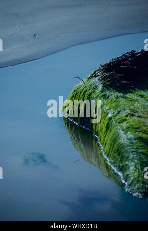 Green algae (ulva intestinalis) covering boulder Stock Photo