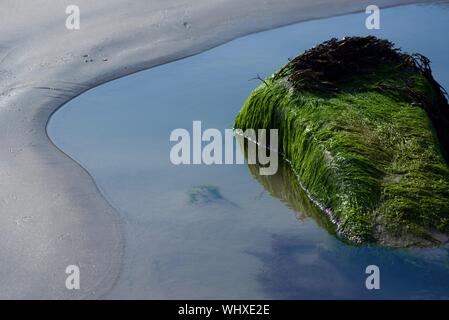 Green algae (ulva intestinalis) covering boulder Stock Photo