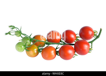 Branch of cherry tomatoes with ripe, unripe and green fruits, isolated on white Stock Photo