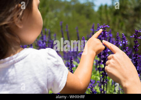 Lavender farm in Dalat, Vietnam. Learning about nature Stock Photo