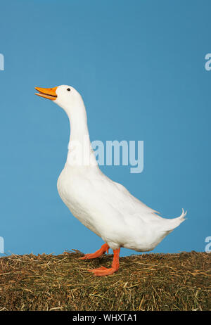 Side view of a goose standing against blue sky Stock Photo
