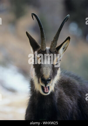 Goat Bleating Stock Photo