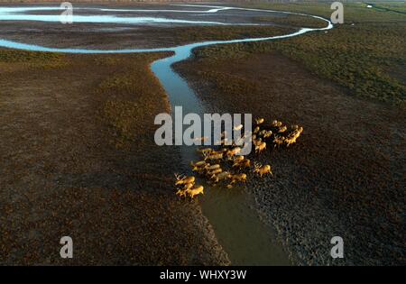 (190903) -- BEIJING, Sept. 3, 2019 (Xinhua) -- Aerial photo taken on Oct. 4, 2018 shows a herd of milu deers on a wetland at the Dafeng Milu National Nature Reserve in Yancheng City, east China's Jiangsu Province. China has adopted the vision that lucid waters and lush mountains are invaluable assets and pursued a holistic approach to conserving its mountains, rivers, forests, farmlands, lakes, and grasslands. At the very highest levels, China is driving the way forward in the construction of an ecological civilization. (Xinhua) Stock Photo