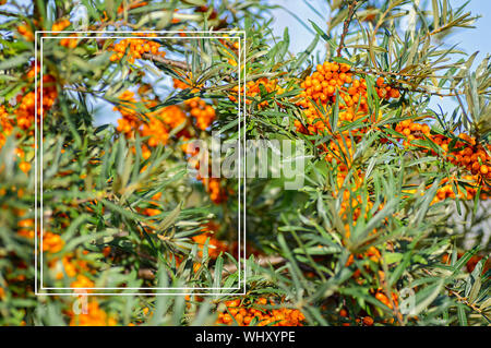Ripe berries of sea buckthorn on a background of blue sky. White frame. Place for text. Stock Photo