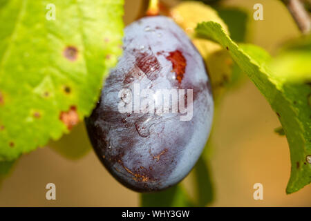 Prunes, green leaves, summer in the garden Stock Photo
