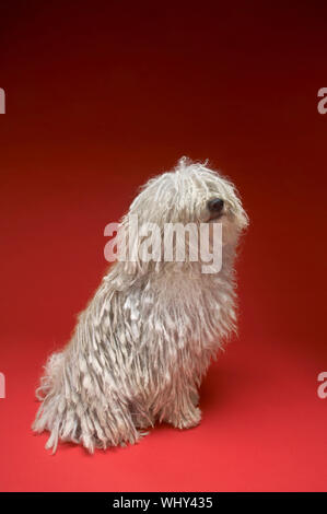 Full length of Hungarian Komondor sitting on red background Stock Photo